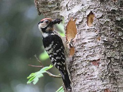 Dartmoor male at nest with insect food, photo John Walters 20 May