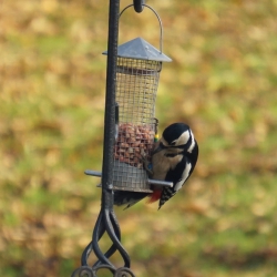GSW Northampton 2014 DSC00275 sq