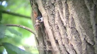 GSW nest 2 part 2