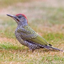 Juvenile Green Woodpecker AndrewMoon