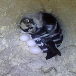 Wyre 20250502 nest1