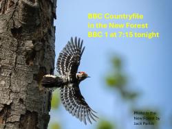 Lesser Spotted Woodpecker